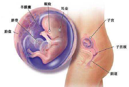 商洛承诺100%代孕成功率_商洛咨询代孕专家_泰国试管婴儿移植后卧床休息多久比