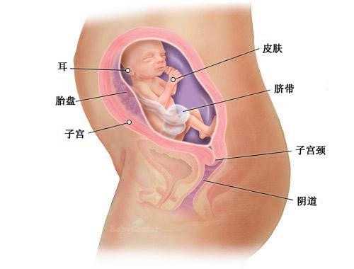 宿迁代孕抚养权_宿迁有做过代孕的_试管婴儿胚胎几级最好 评比原则了解下