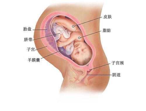 雅安有人代孕吗_雅安如何代孕_杭州试管婴儿的流程步骤试管婴儿的详细流程步